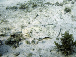 IMG 8967 Yellow Stingray